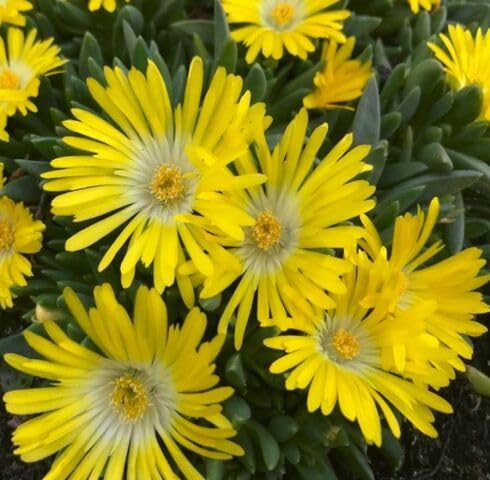 Yellow Delosperma Flower Seeds – Heirloom Non-GMO High Germination Organic Garden Seeds