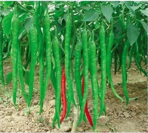 Pepper Green Seeds – Heirloom, Non-GMO, High Germination Organic Garden Seeds Planting