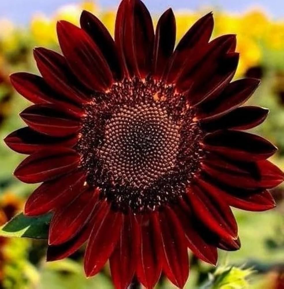 roter sonnenhut flower seeds