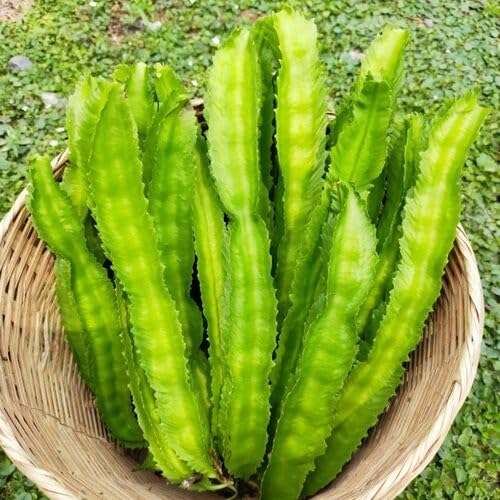 Green Winged Bean Seeds – Heirloom, Non-GMO, High Germination Organic Garden Seeds Planting