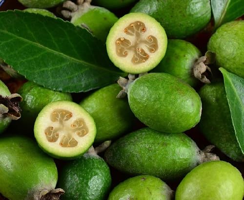 Feijoa Seeds Green Heirloom Non-GMO High Germination Organic Garden Seeds for Planting