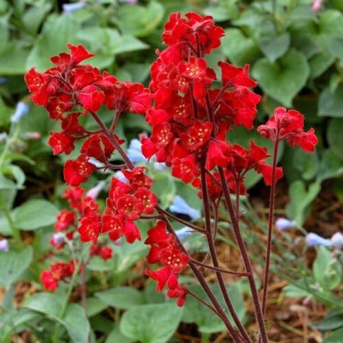 Red Heuchera Sanguinea Flower Seeds – Heirloom Non-GMO High Germination Organic Garden Seeds for Planting