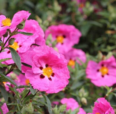 pinkcistuscreticusflowerheirloomnongmo flower seeds