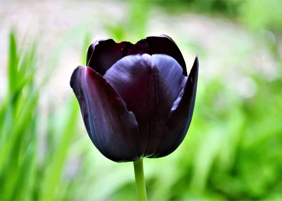 double tulip flower seeds
