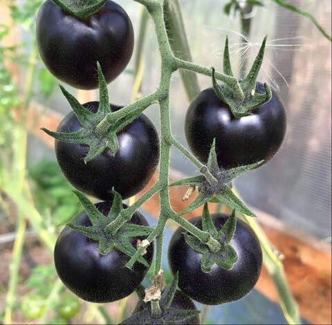 Black Tomato Seeds – Heirloom, Non-GMO, High Germination Organic Garden Seeds Planting