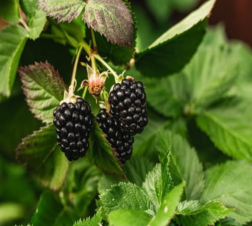 Blackberry Seeds – Heirloom, Non-GMO, High Germination Organic Garden Seeds