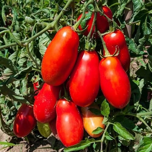 Red Marzano Tomato Seeds – Heirloom, Non-GMO, High Germination Organic Garden Seeds Planting