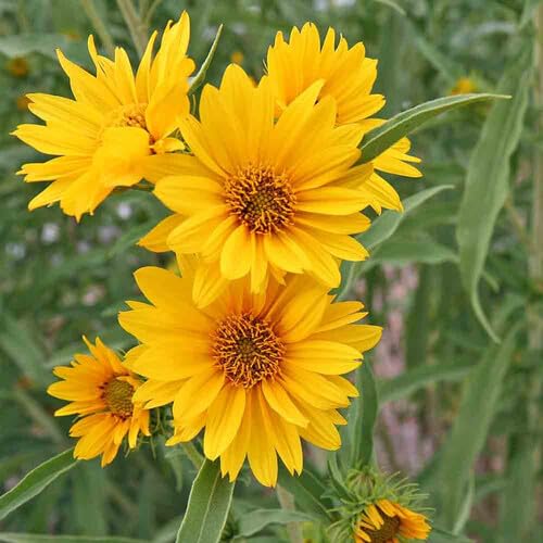 Yellow Sunflower Seeds Heirloom Non-GMO High Germination Organic Garden Seeds Description: