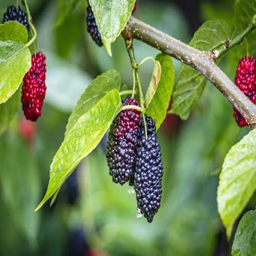 Mulberry Tree Seeds for Planting – Heirloom Non-GMO High Germination Organic Garden Seeds for Sweet Fruits