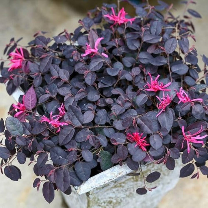 Pink Loropetalum Flower Seeds – Heirloom, Non-GMO, High Germination Seeds