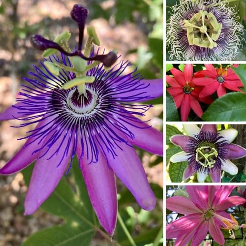 Mixed Passion Flower Seeds – Heirloom, Non-GMO, High Germination Seeds