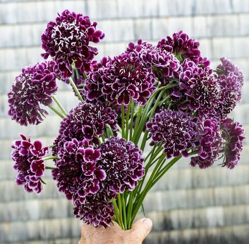 Marron Scabiosa Flower Seeds for Planting – Heirloom, Non-GMO High Germination Organic Garden Seeds