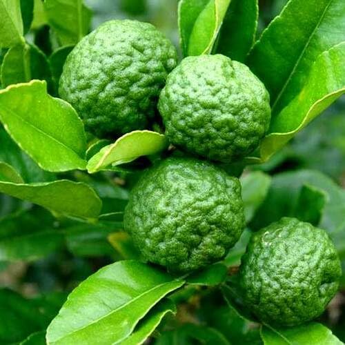 Kaffir Lime Fruit Seeds – Heirloom, Non-GMO, High Germination Organic Garden Seeds