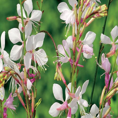 White Gaura Flower Seeds Heirloom Non-GMO High Germination Organic Garden Seeds for Planting