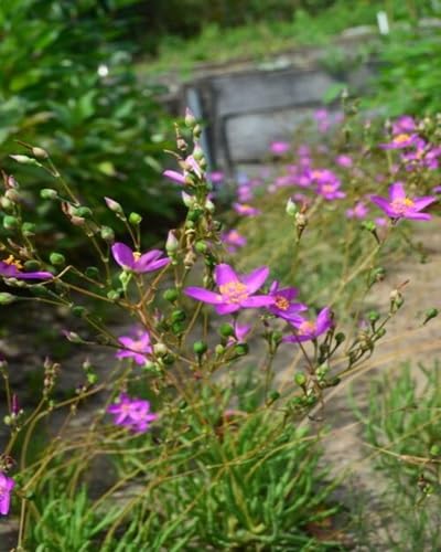 Talinum Flower Seeds Heirloom Non-GMO High Germination Organic Garden Seeds for Planting