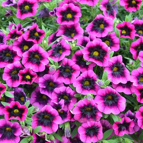 Pink Black Calibrachoa Flower Seeds Heirloom Non-GMO High Germination Organic Garden Seeds for Planting