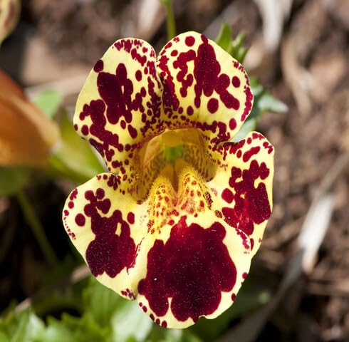 Yellow Red Mimulus Tigrinus Flower Seeds – Heirloom, Non-GMO, High Germination Organic Seeds