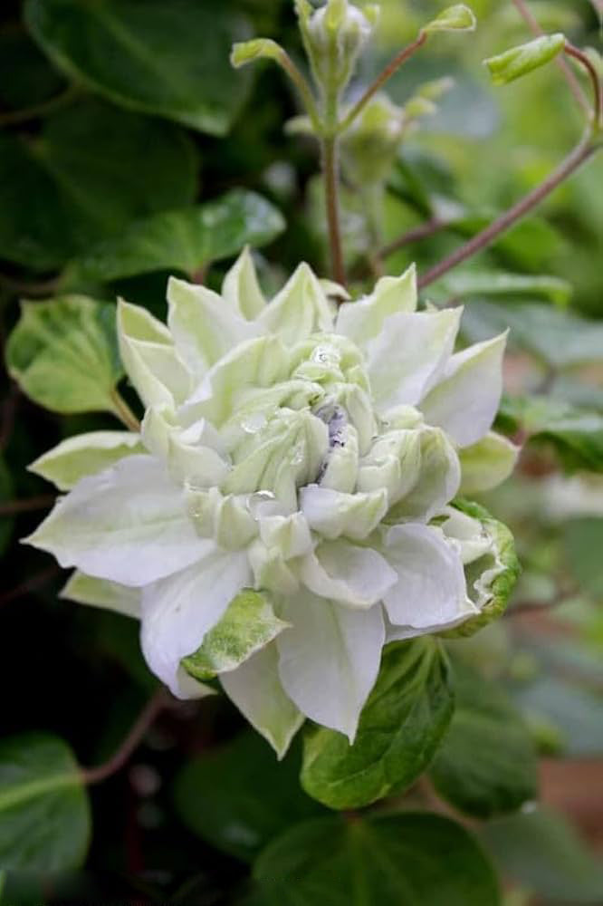 White Clematis Flower Seeds for Planting – Heirloom Non-GMO High Germination Seeds