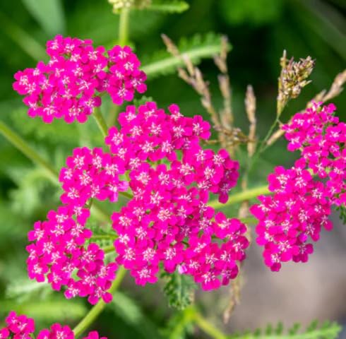 Pink Achillea Flower Seeds for Planting – Heirloom, Non-GMO, High Germination Organic Garden Seeds