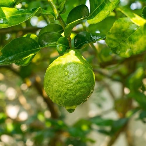 Bergamot Seeds Heirloom Non-GMO High Germination Organic Garden Seeds for Planting