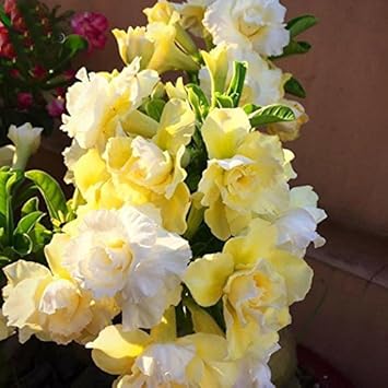 yellowwhiteroseflowerheirloomnongmo flower seeds