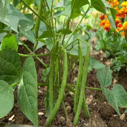 Bean Green Seeds – Heirloom, Non-GMO, High Germination Organic Garden Seeds Planting
