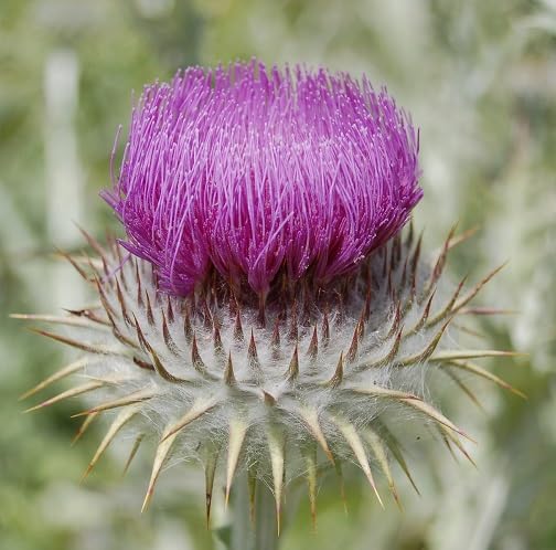 Pink Onopordum Acanthium Flower Seeds – Heirloom, Non-GMO, High Germination Organic Garden Seeds for Planting