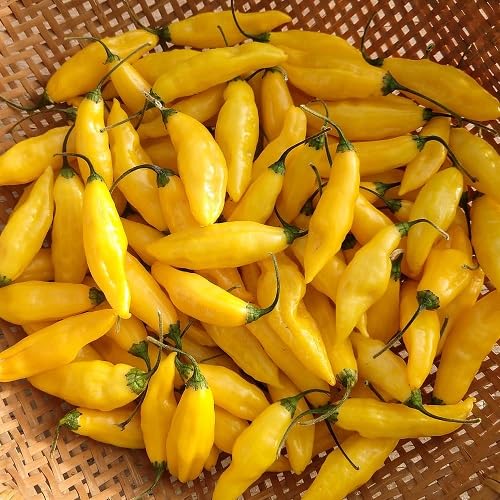 Yellow Aji Pepper Vegetables Seeds – Heirloom, Non-GMO, High Germination Organic Garden Seeds Planting