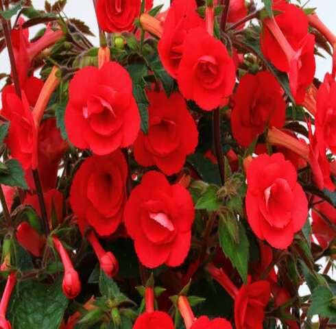 Red Achimenes Flower Seeds – Heirloom, Non-GMO, High Germination Organic Garden Seeds for Planting