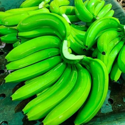 Banana Tree Seeds Green – Heirloom, Non-GMO, High Germination Organic Garden Seeds