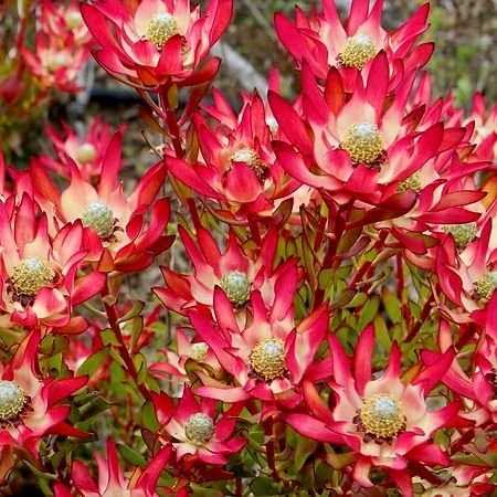 Pink Leucadendron Salignum Flower Seeds – Heirloom Non-GMO High Germination Organic Garden Seeds