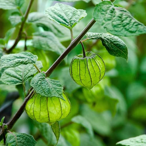 Green Physalis Seeds for Planting – Heirloom Non-GMO High Germination Organic Garden Seeds