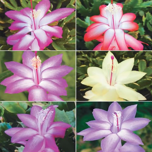 Zygocactus Schlumbergera Flower Seeds – Heirloom Non-GMO High Germination Organic Garden Seeds