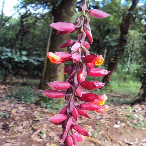 Thunbergia Coccinea Flower Seeds Heirloom Non-GMO High Germination Organic Garden Seeds for Planting