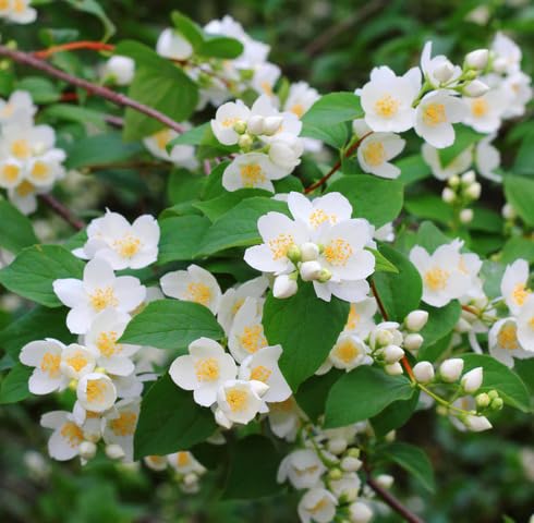 White Yellow Jasminum Sambac Flower Seeds – Heirloom Non-GMO High Germination Organic Garden Seeds