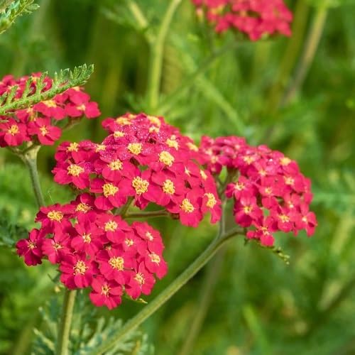Pink Achillea Ballerina Flower Seeds for Planting – Heirloom, Non-GMO, High Germination Organic Garden Seeds