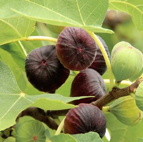 Maroon Fig Seeds – Heirloom, Non-GMO, High Germination Organic Garden Seeds