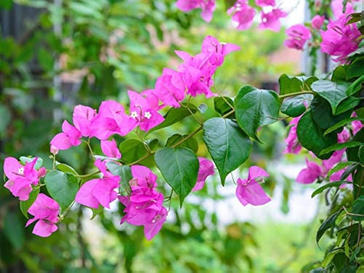 Bougainvillea Spectabilis Flower Seeds Heirloom Non-GMO High Germination Organic Garden Seeds for Planting