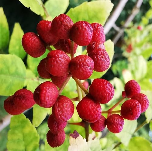 Red Zanthoxylum Piperitum Seeds Heirloom Non-GMO High Germination Organic Garden Seeds for Planting