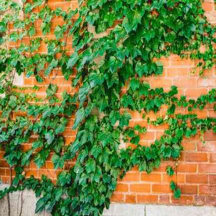 greenbostonivyheirloomnongmo flower seeds