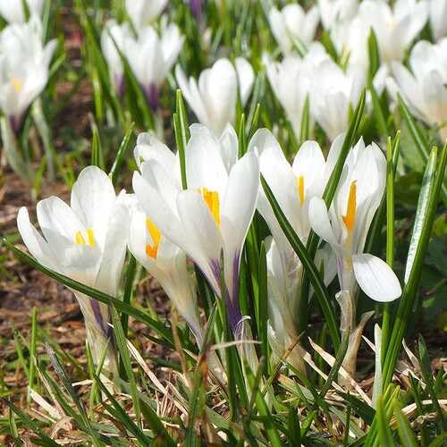 White Crocus Flower Seeds Heirloom Non-GMO High Germination Organic Garden Seeds for Planting