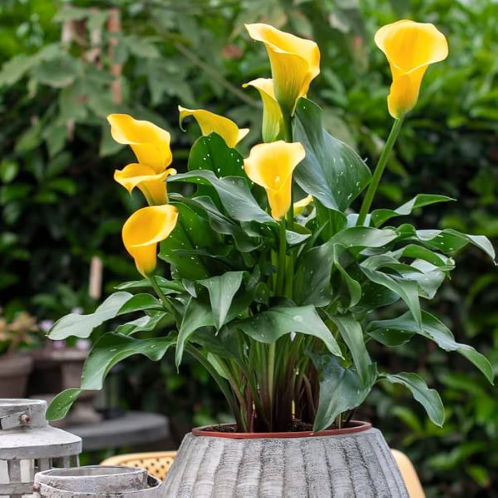 yellow calla flower seeds