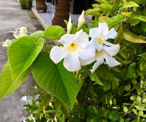 Thunbergia Flower Seeds Heirloom Non-GMO High Germination Organic Garden Seeds for Planting
