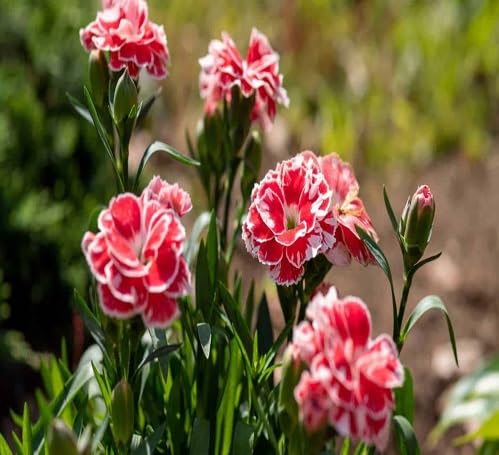 red carnations flower seeds