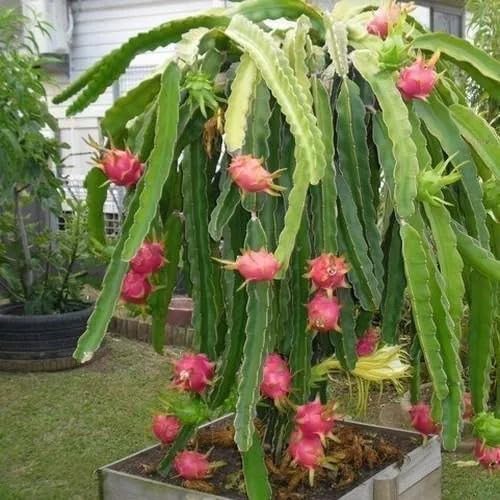 Pink Pitaya Seeds – Heirloom, Non-GMO, High Germination Organic Garden Seeds