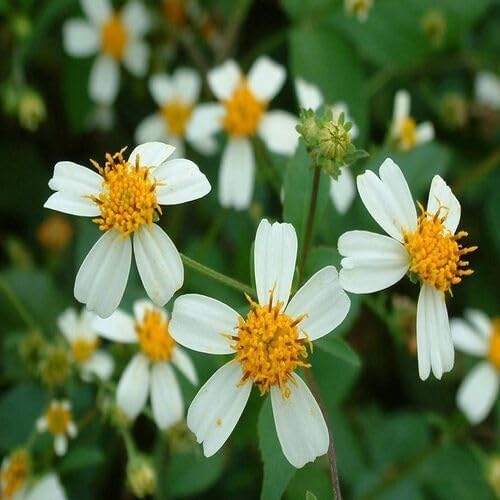 Semillas de flores de Bidens Pilosa – Semillas de jardín orgánicas, reliquia, sin OMG, de alta germinación para plantar