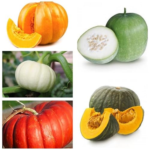 Mixed Pumpkin Seeds – Heirloom, Non-GMO, High Germination Organic Garden Seeds Planting