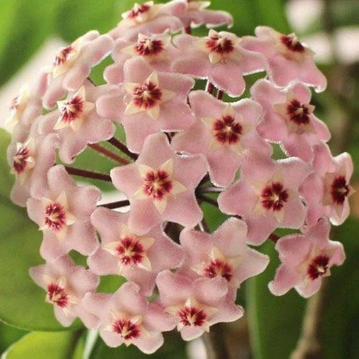 Light Pink Carnosa Flower Seeds – Heirloom, Non-GMO, High Germination Seeds