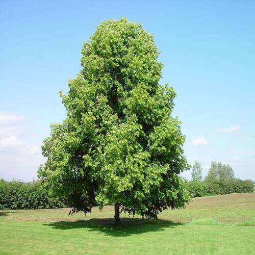 lindentreegreenheirloomnongmo flower seeds