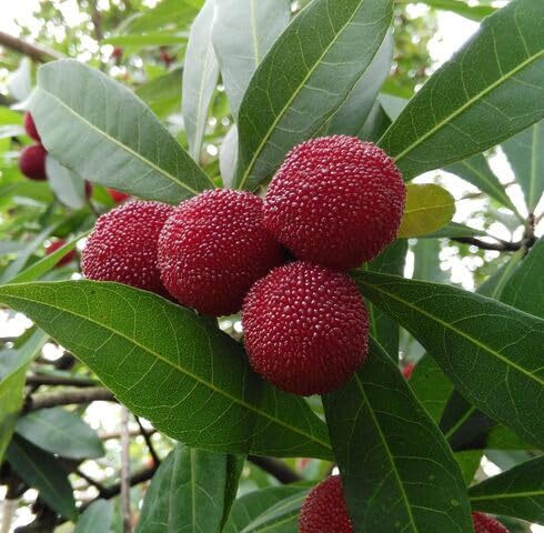 Rote Myrica Samen Heirloom Gentechnikfrei Hohe Keimrate Bio-Gartensamen zum Pflanzen